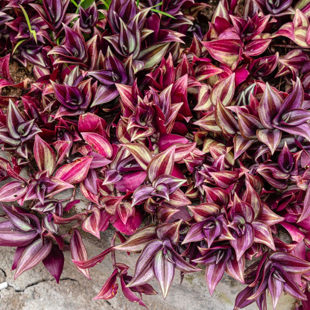 Tradescantia zebrina Pink Paradise - Planta amor de hombre