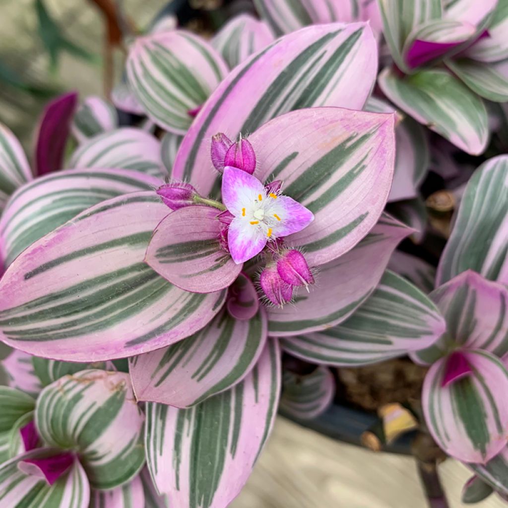 Tradescantia cerinthoides Sweetness - Planta amor de hombre