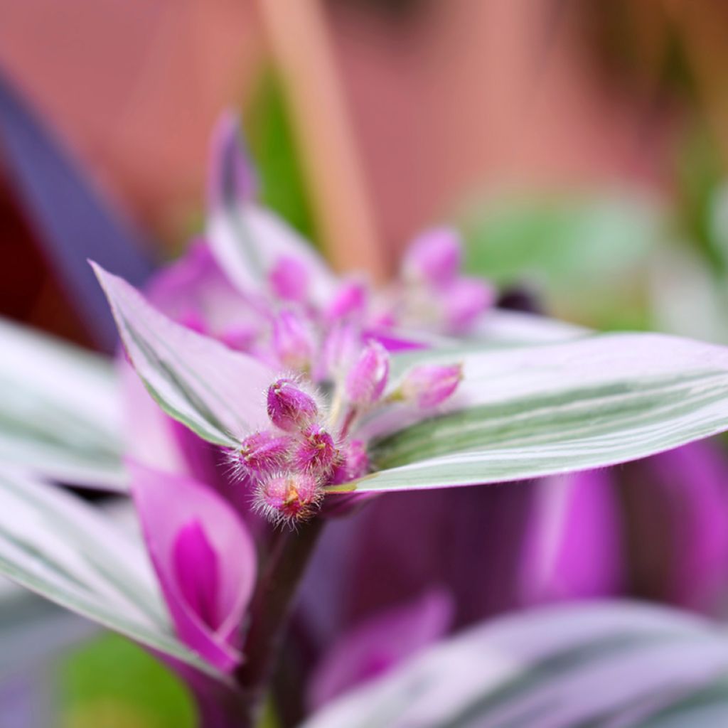 Tradescantia cerinthoides Sweetness - Planta amor de hombre