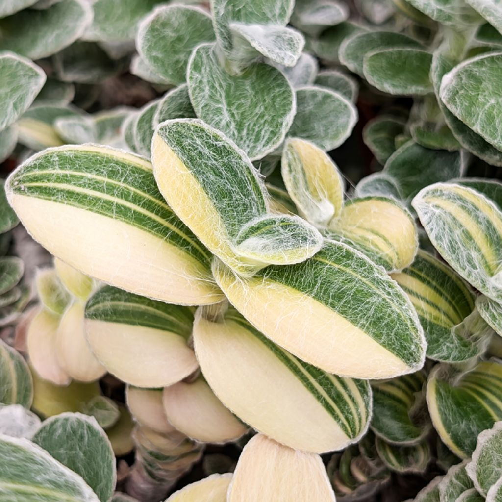 Tradescantia sillamontana Variegata - Planta amor de hombre