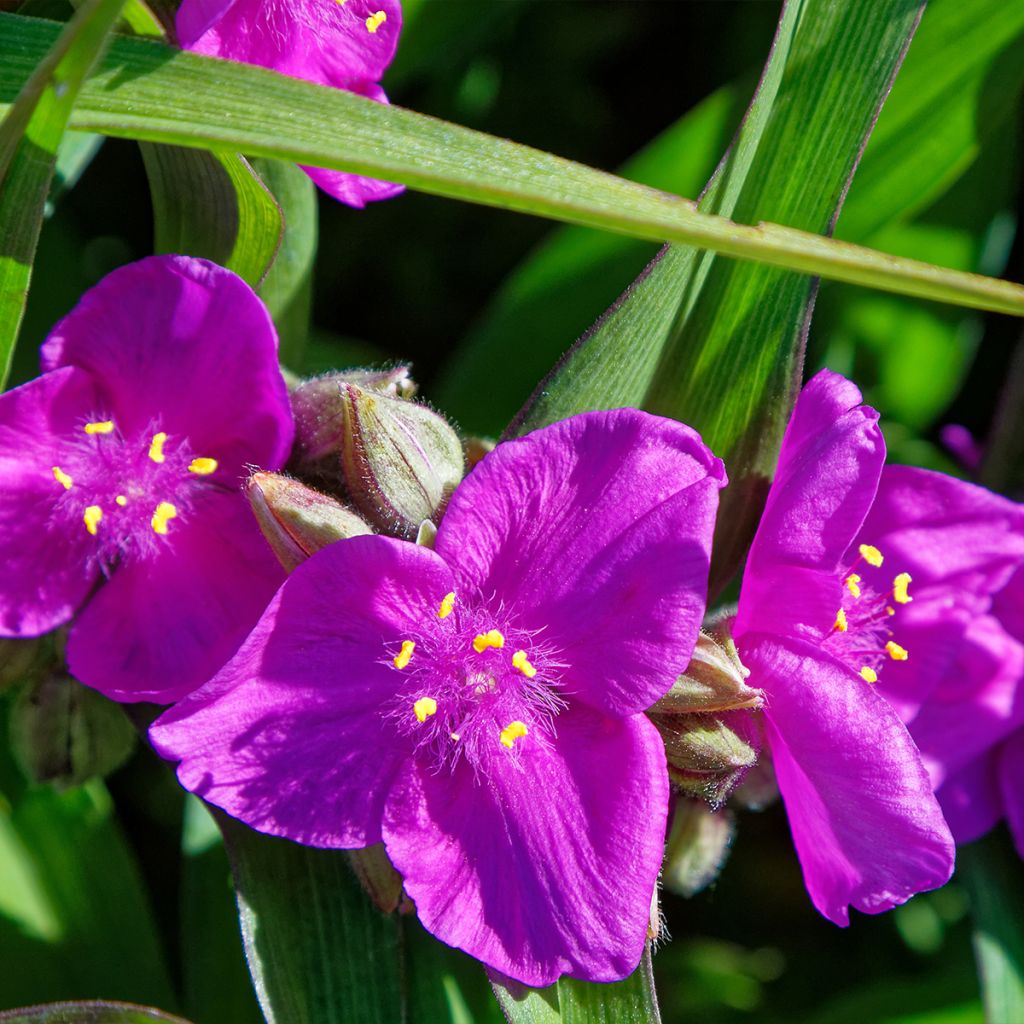 Tradescantia virginiana Brevicaulis