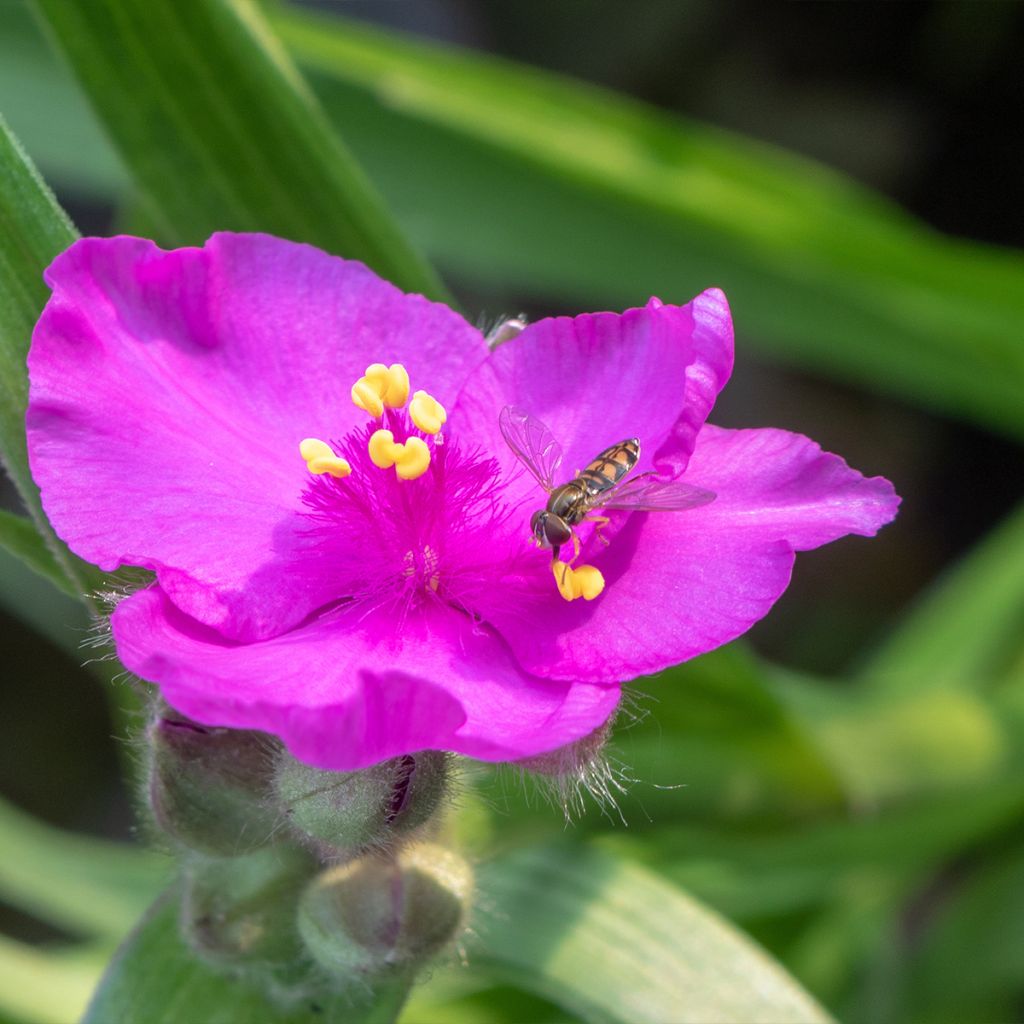 Tradescantia virginiana Brevicaulis