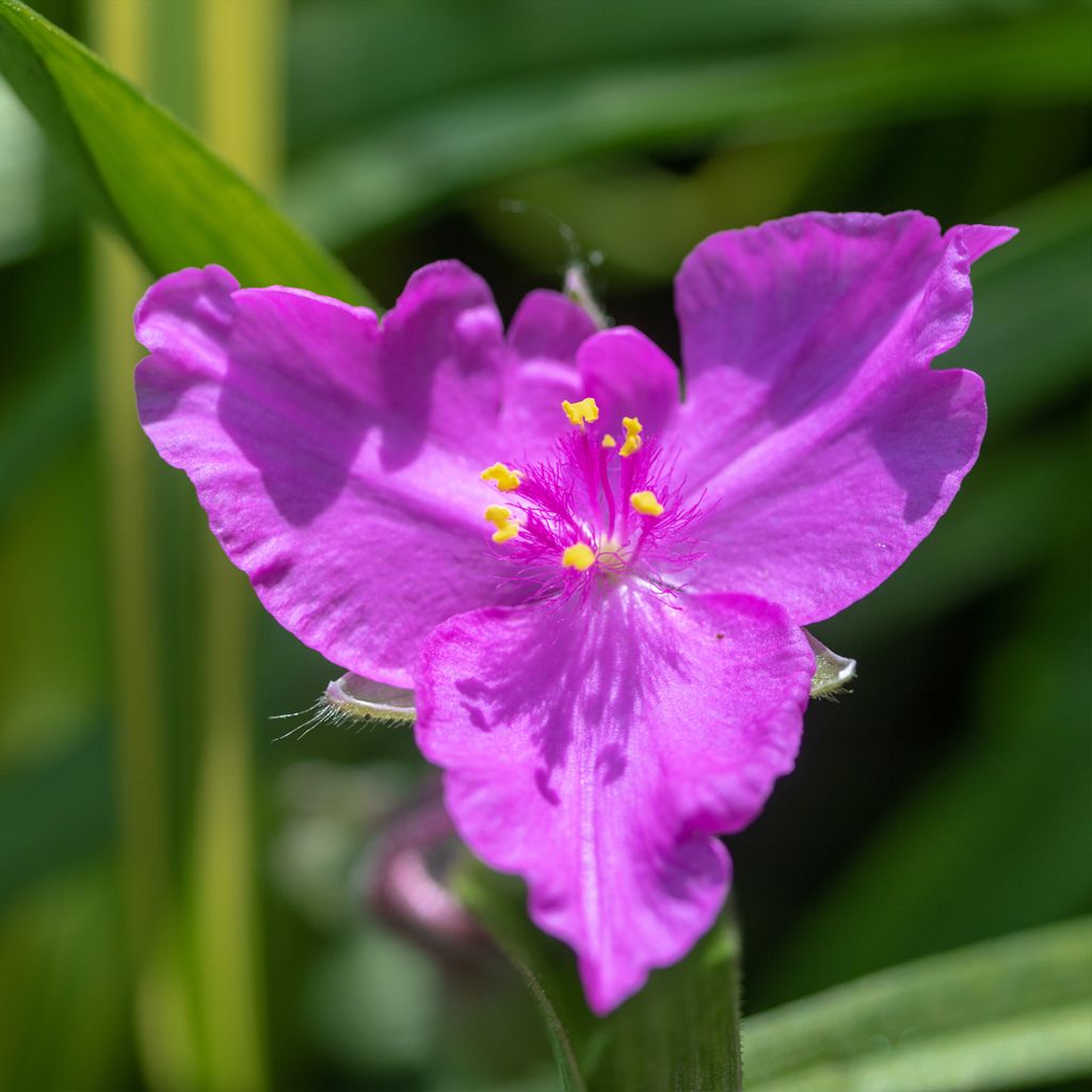 Tradescantia virginiana Brevicaulis