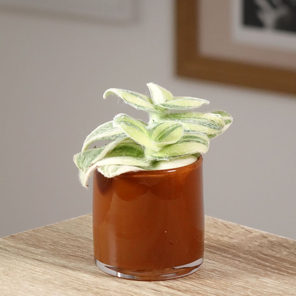 Tradescantia Brightness - Planta amor de hombre