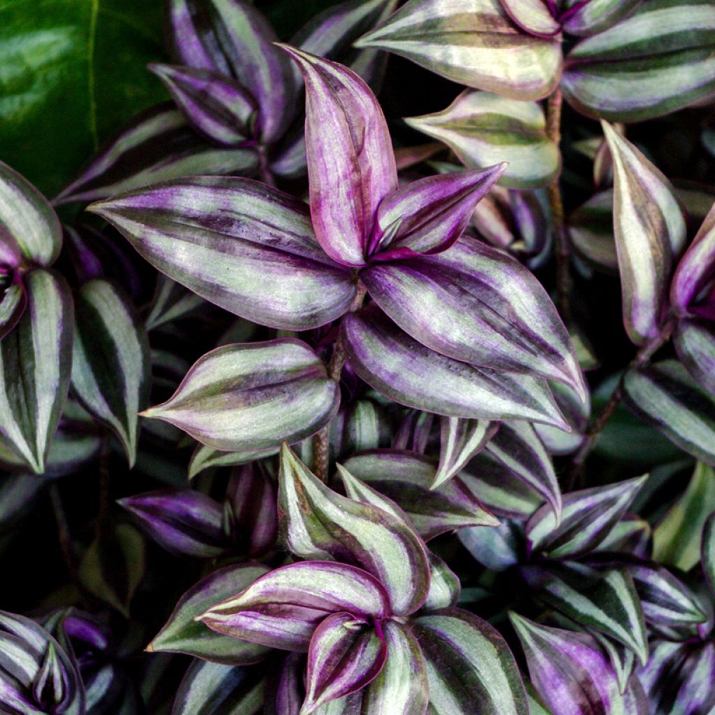 Tradescantia zebrina Pink Joy - Planta amor de hombre