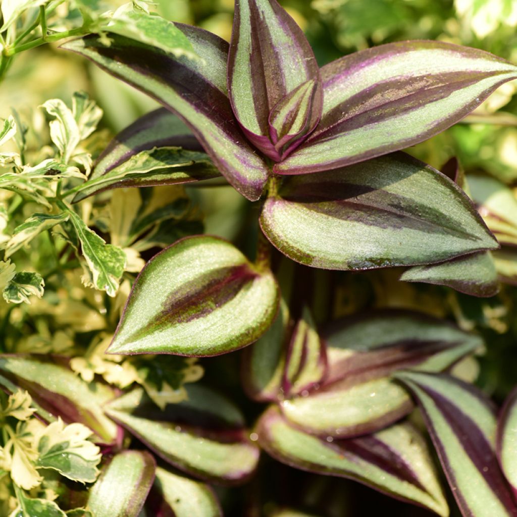 Tradescantia zebrina Pink Joy - Planta amor de hombre