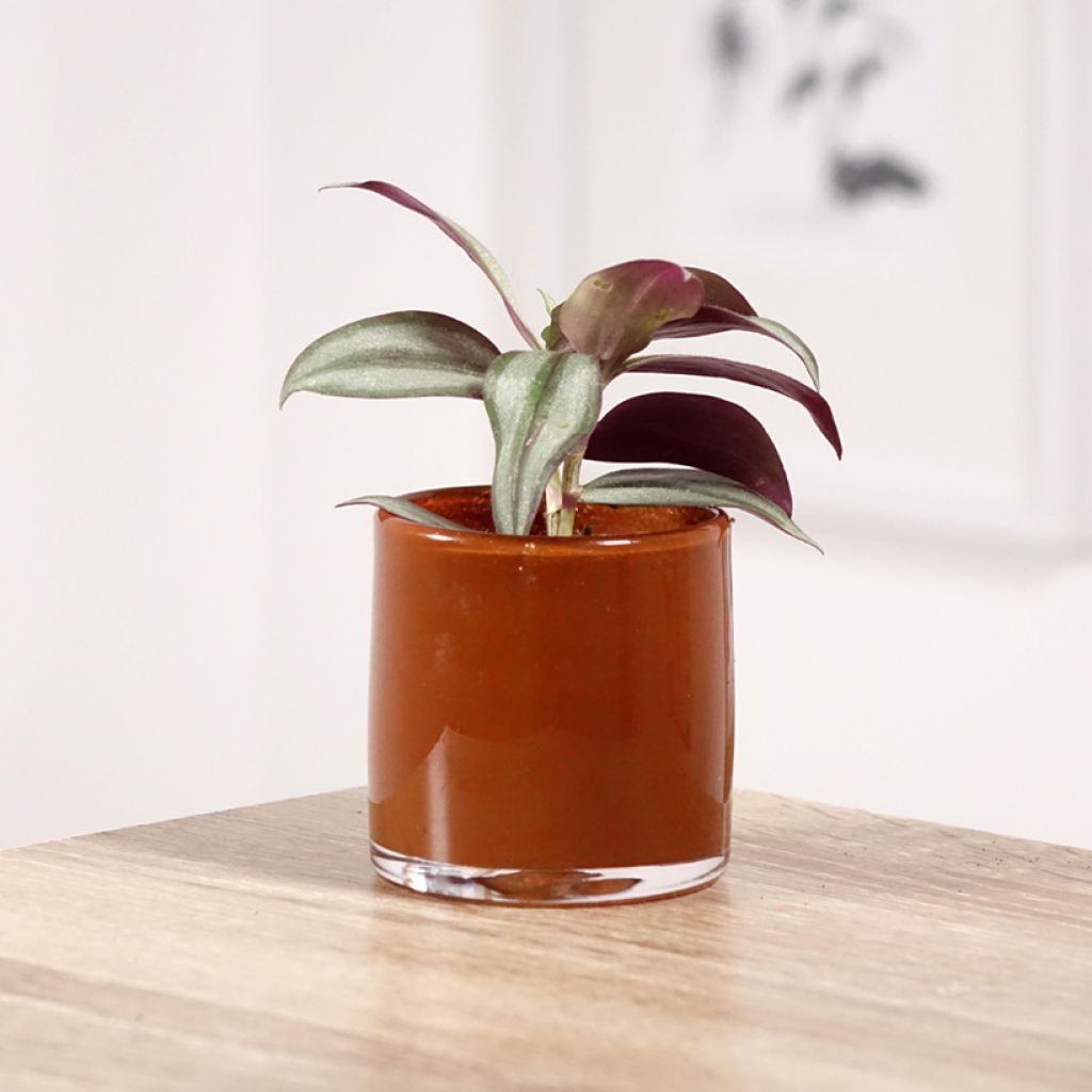 Tradescantia zebrina Pink Joy - Planta amor de hombre