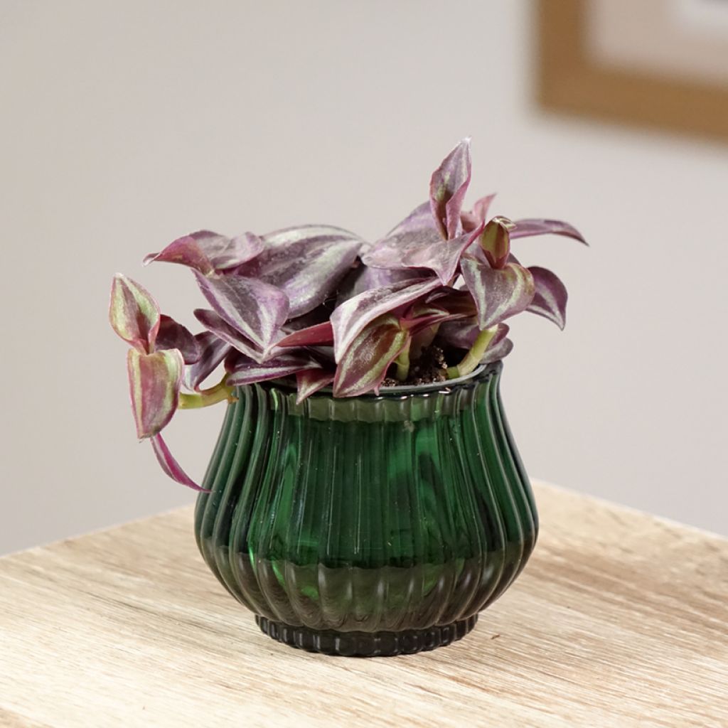 Tradescantia zebrina Purple Joy - Planta amor de hombre