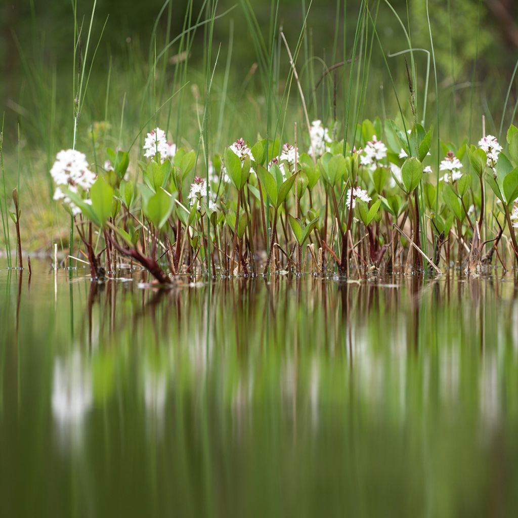 Menyanthes trifoliata - Trebol de agua
