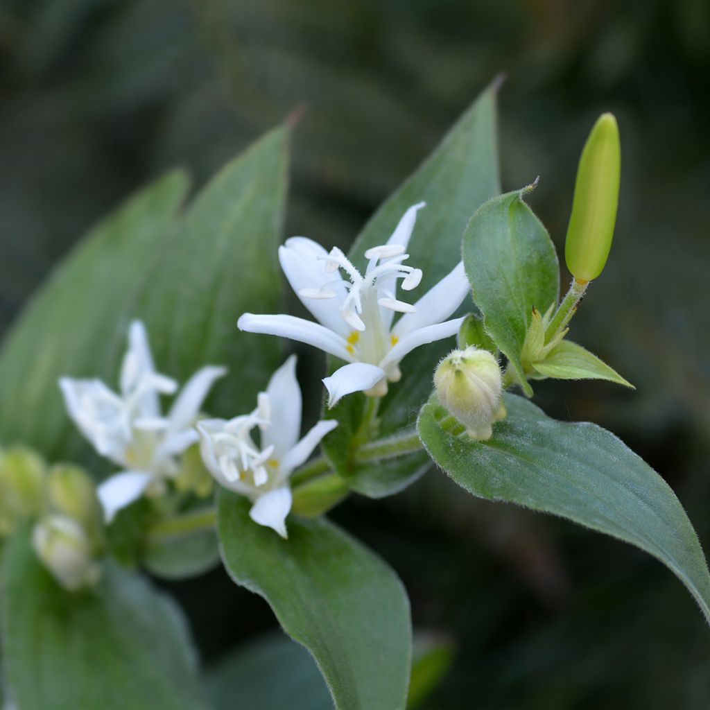 Tricyrtis hirta Alba - Lirio sapo
