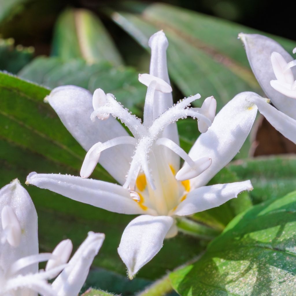 Tricyrtis hirta Alba - Lirio sapo