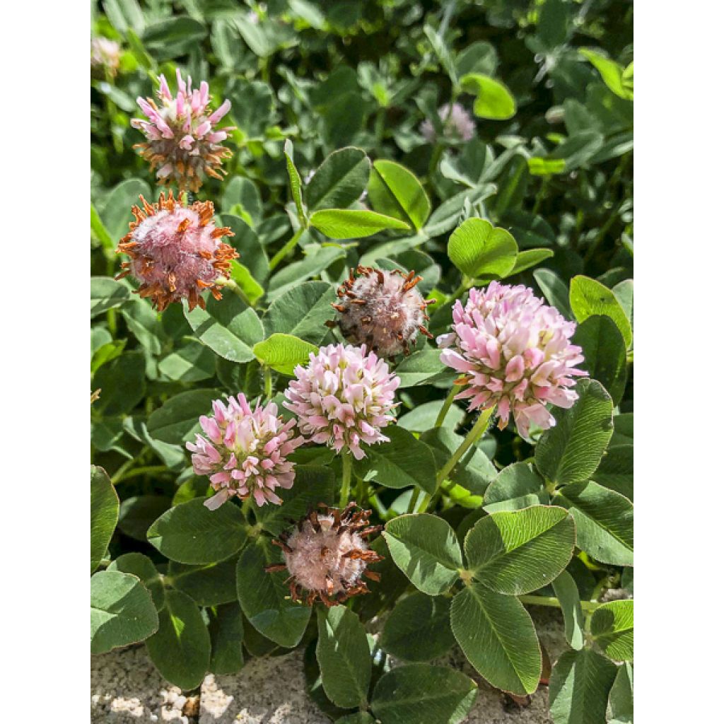 Trifolium fragiferum - Trébol fresa