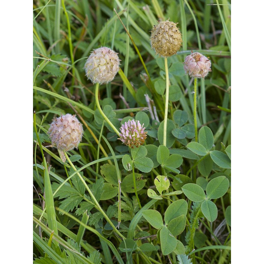 Trifolium fragiferum - Trébol fresa