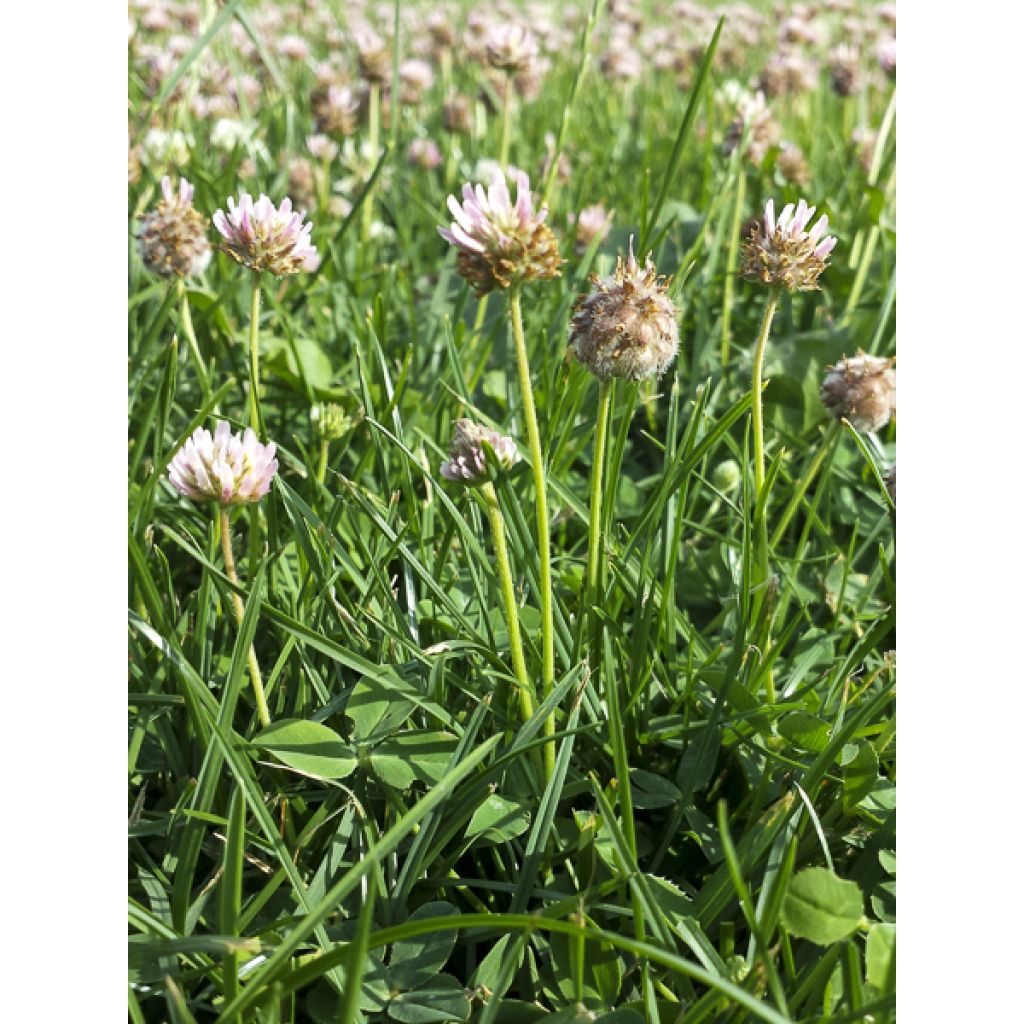 Trifolium fragiferum - Trébol fresa