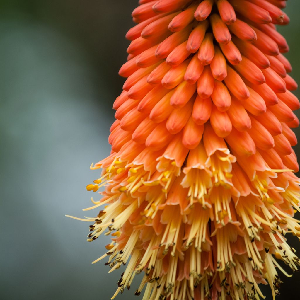 Kniphofia Royal Standard