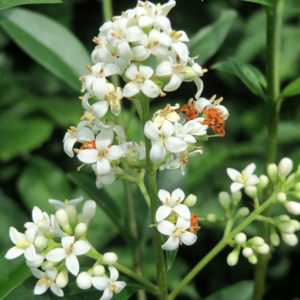 Troène commun - Ligustrum vulgare
