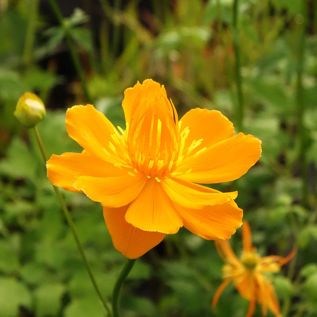 Trollius chinensis Golden Queen - Calderones