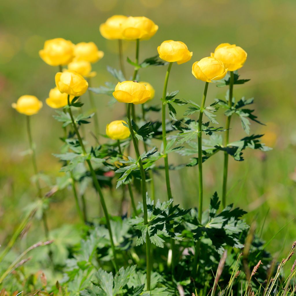 Trollius europaeus - Calderones