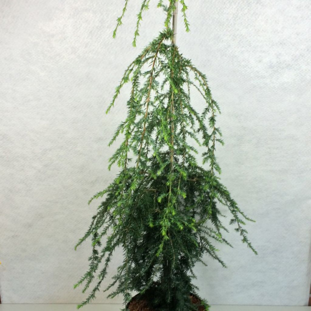 Tsuga canadensis Pendula - Pruche du Canada