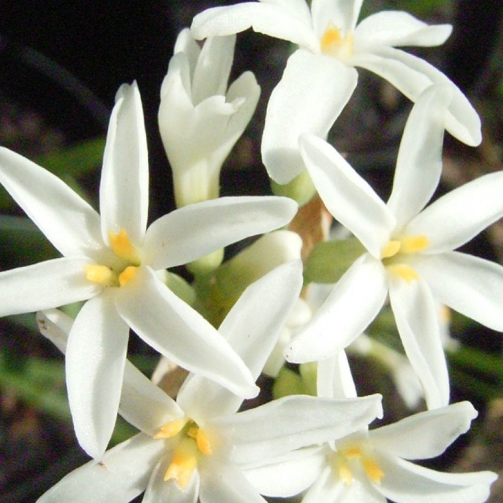 Tulbaghia violacea var. maritima Savannah Lightning - Ajo social