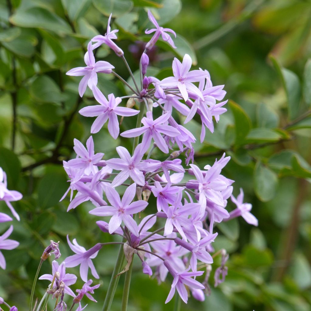Tulbaghia violacea - Ajo social