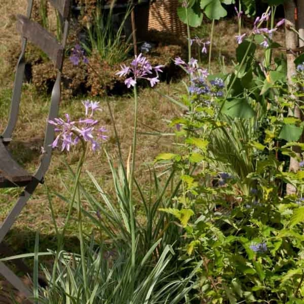 Tulbaghia violacea Silver Lace - Ajo social