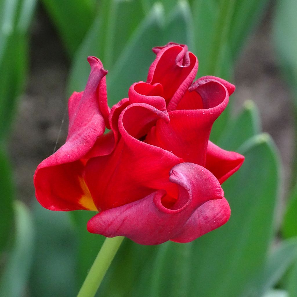 Tulipán Red Dress