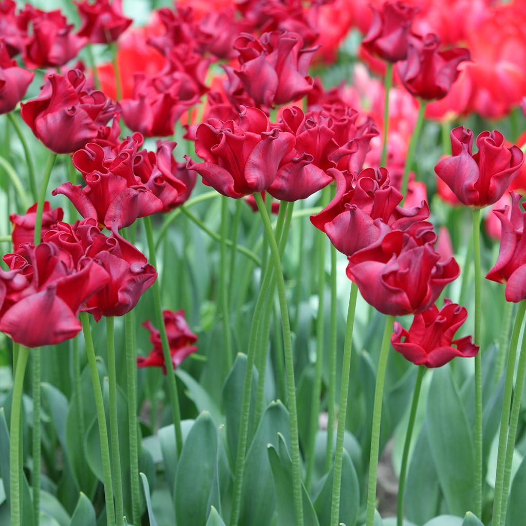 Tulipán Red Dress
