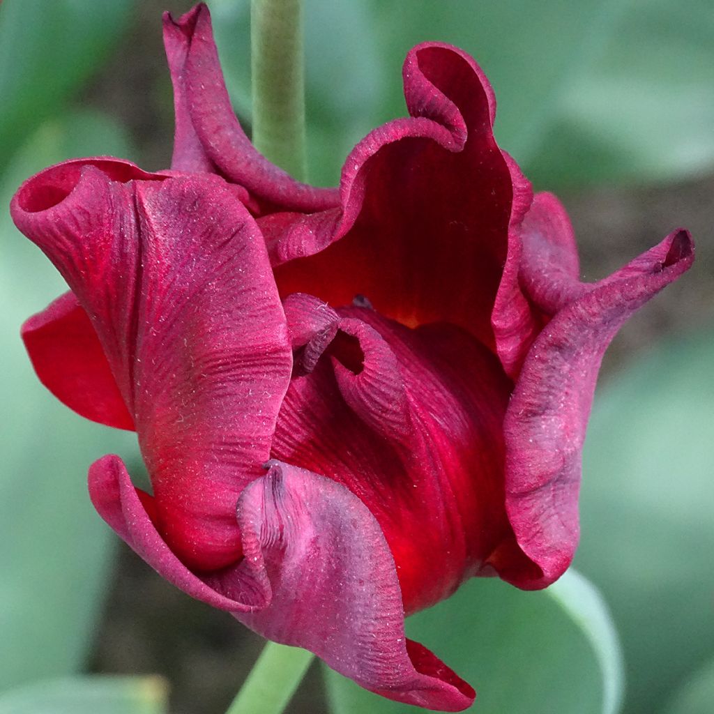 Tulipán Red Dress