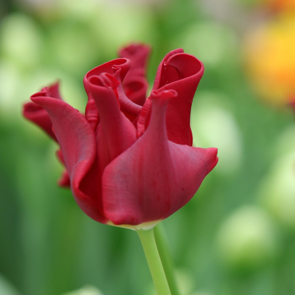 Tulipán Red Dress