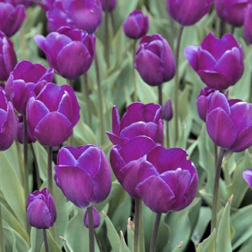Tulipán Triunfo Negrita