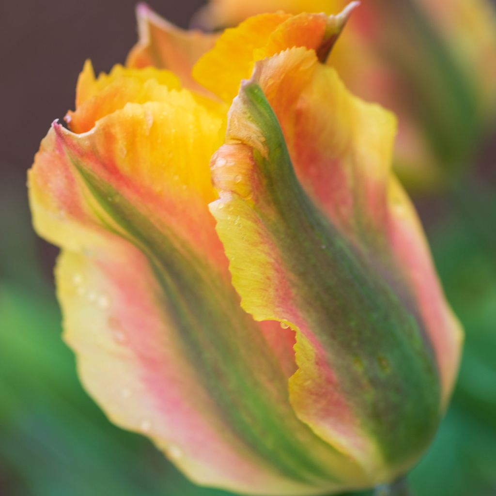 Tulipán Viridiflora Golden Artist