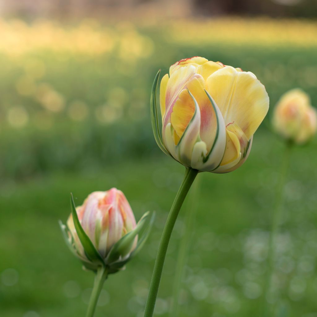 Tulipán Viridiflora Golden Artist