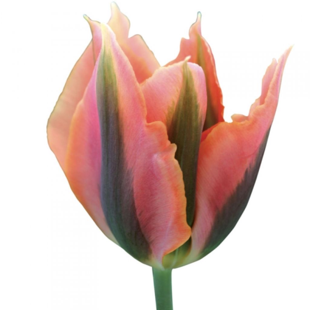 Tulipán Viridiflora Artist