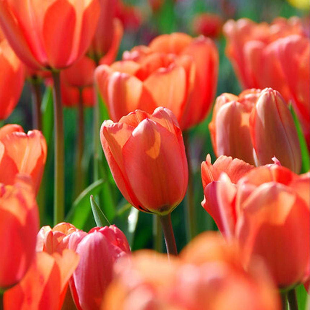 Tulipán híbrido Darwin Apricot Impression