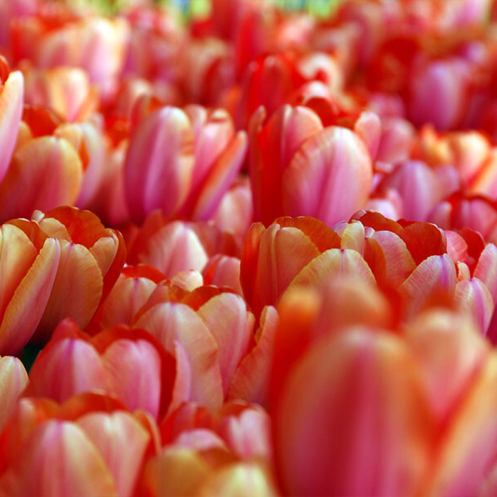 Tulipán híbrido Darwin Apricot Impression