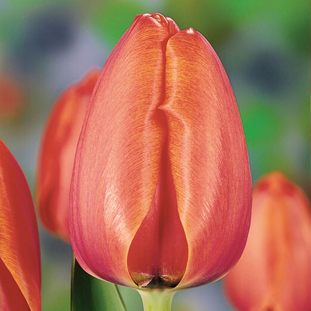 Tulipán híbrido Darwin Apricot Impression