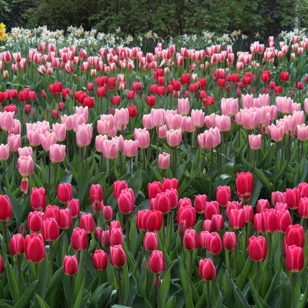 Tulipán híbrido Darwin Cherry Delight