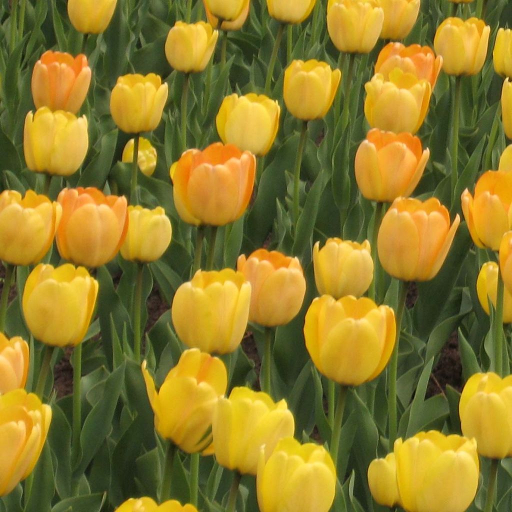 Tulipán híbrido Darwin Golden Apeldoorn