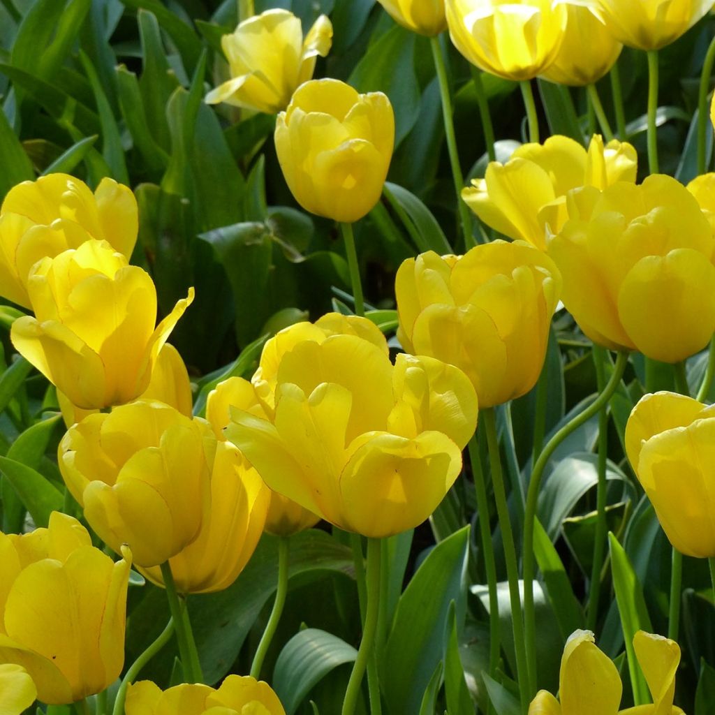 Tulipán híbrido Darwin Golden Apeldoorn
