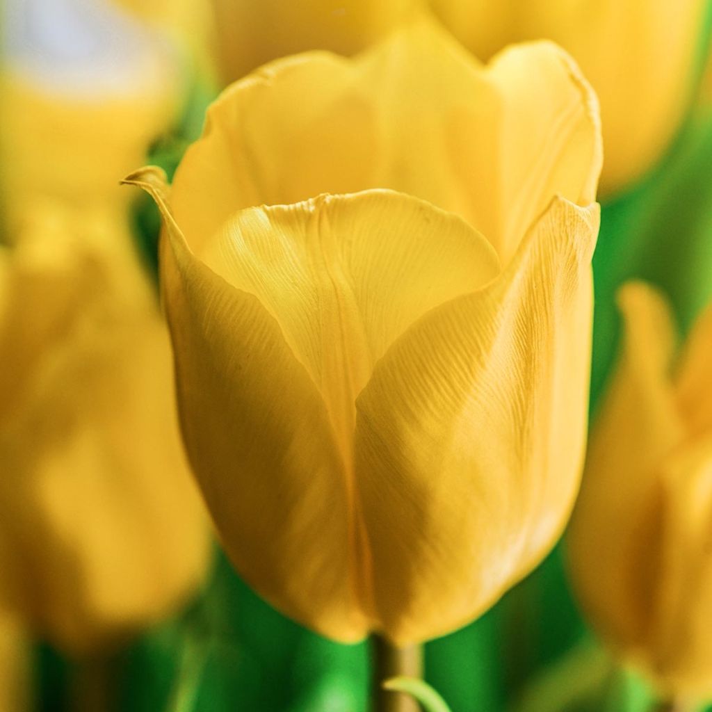 Tulipán híbrido Darwin Golden Apeldoorn