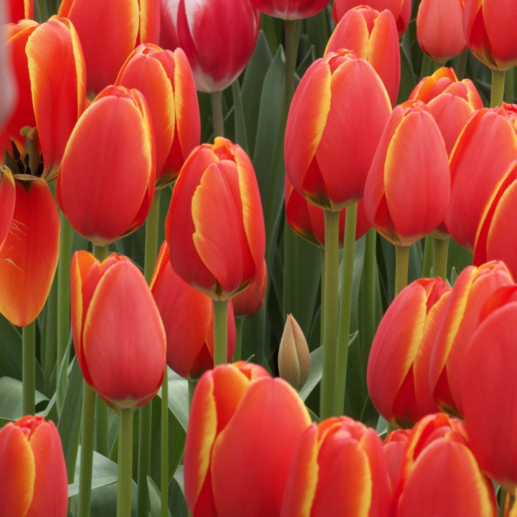 Tulipán híbrido Darwin World's Favourite