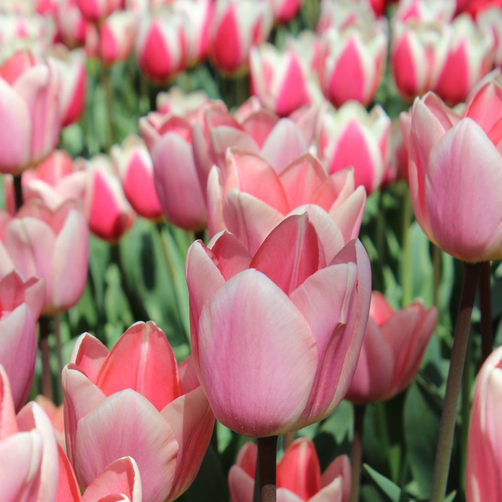 Tulipán híbrido Darwin Apricot Delight