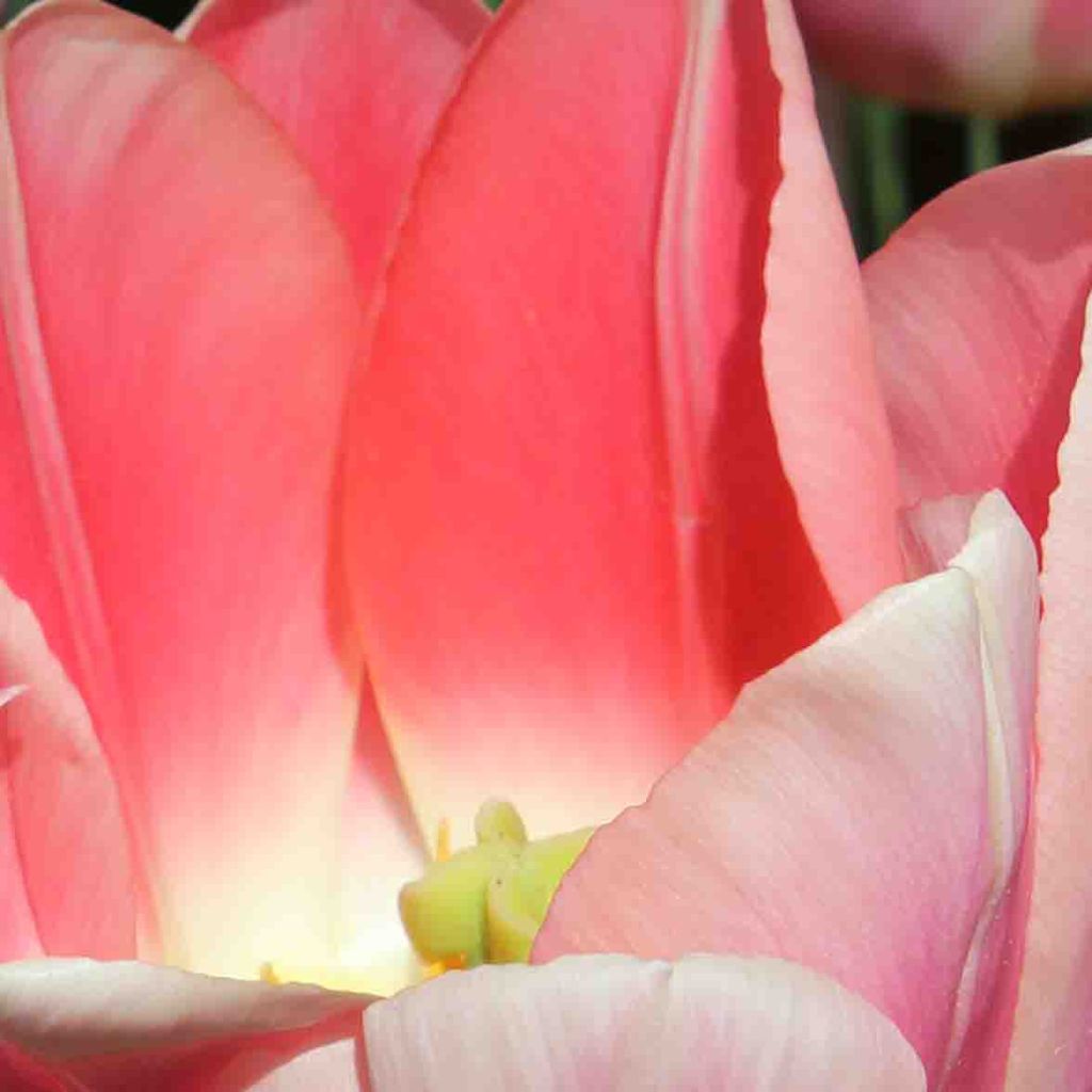 Tulipán híbrido Darwin Apricot Delight