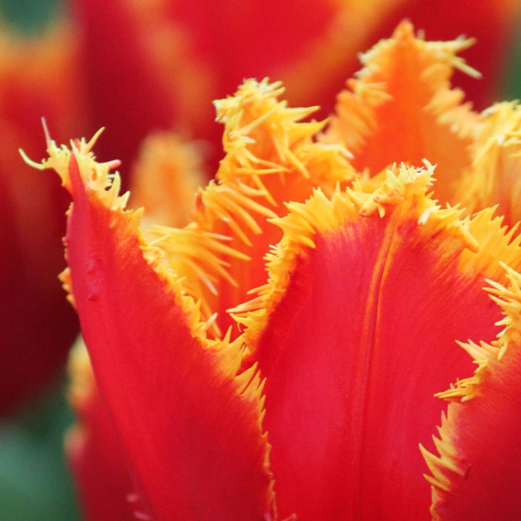Tulipán dentado Fabio