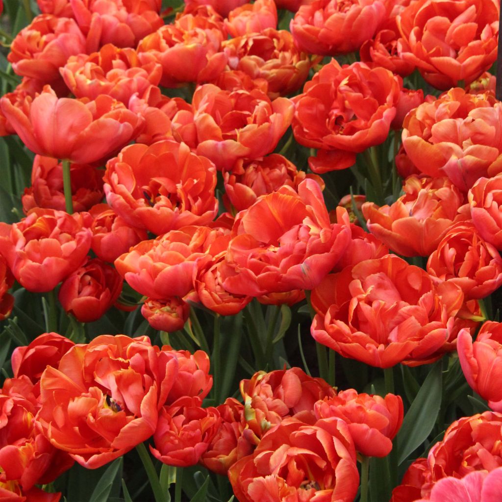 Tulipán doble de flor tardía Statement