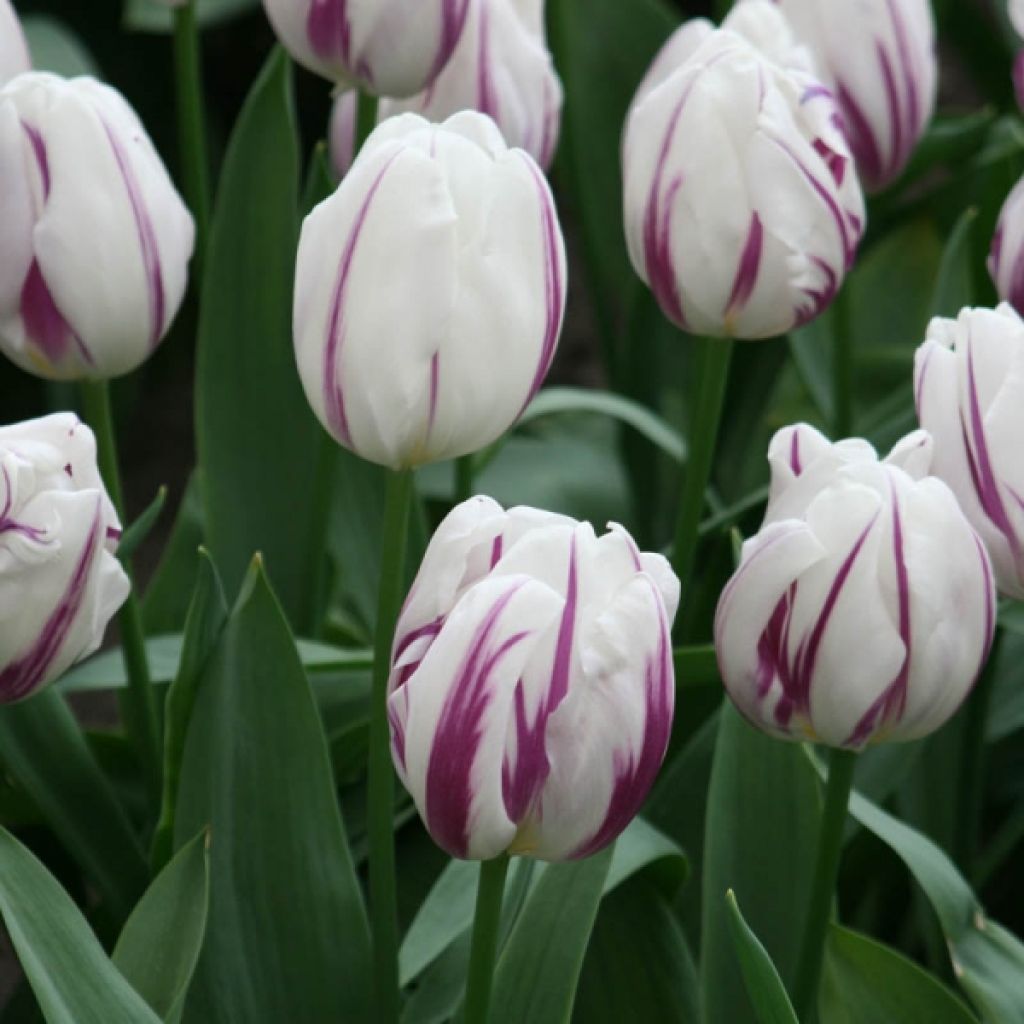 Tulipán Triunfo Flaming Flag