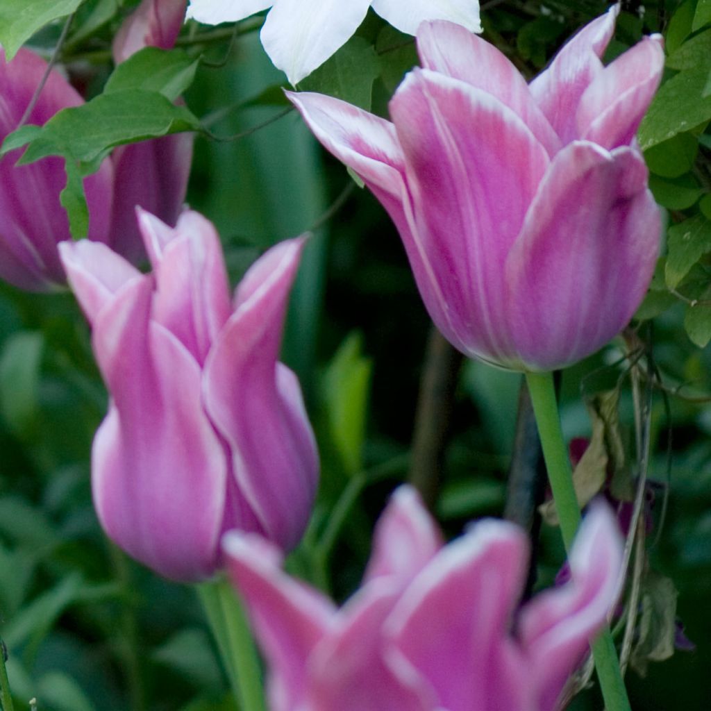 Tulipán flor de lis Ballade