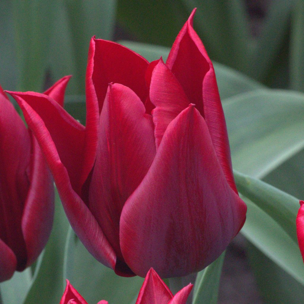 Tulipán flor de lis Lasting Love