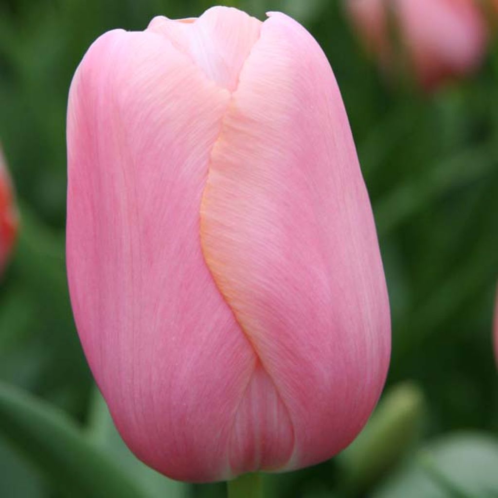 Tulipán simple de flor tardía Menton